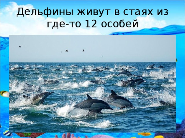 Дельфины живут в стаях из где-то 12 особей