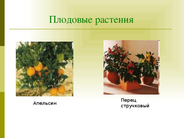 Плодовые растения Перец стручковый Апельсин