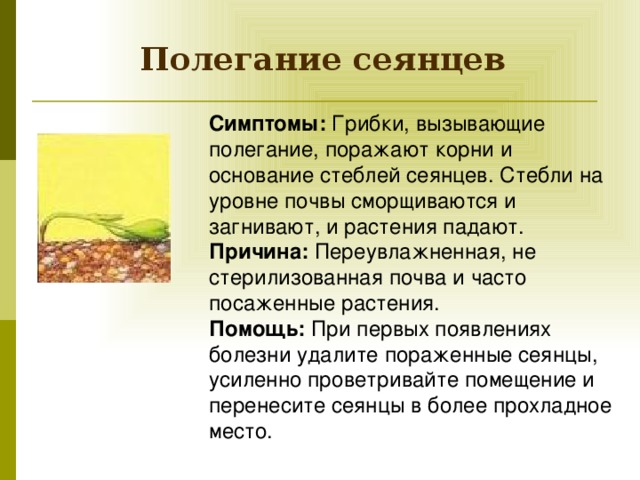 Полегание сеянцев  Симптомы: Грибки, вызывающие полегание, поражают корни и основание стеблей сеянцев. Стебли на уровне почвы сморщиваются и загнивают, и растения падают.  Причина: Переувлажненная, не стерилизованная почва и часто посаженные растения.  Помощь: При первых появлениях болезни удалите пораженные сеянцы, усиленно проветривайте помещение и перенесите сеянцы в более прохладное место.