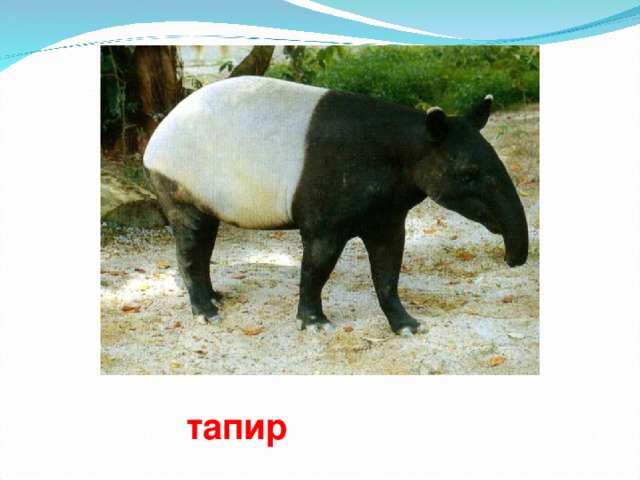 тапир
