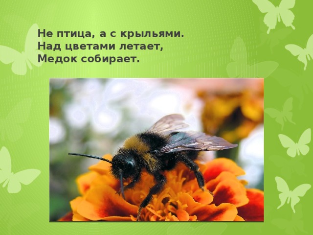 Не птица, а с крыльями.  Над цветами летает,  Медок собирает.  